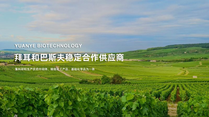 细胞之源：揭秘原代细胞培养的关键与选择**